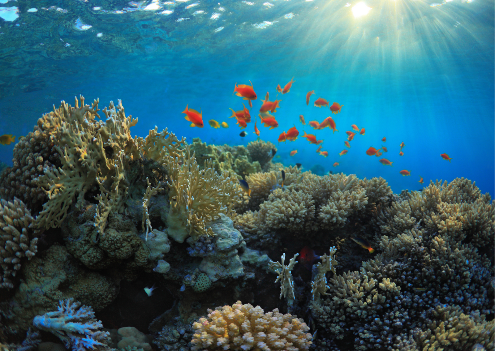 How Can Scuba Divers Help Protect Reefs?