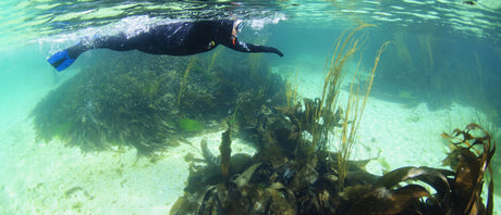 The Ullapool Snorkel Trail