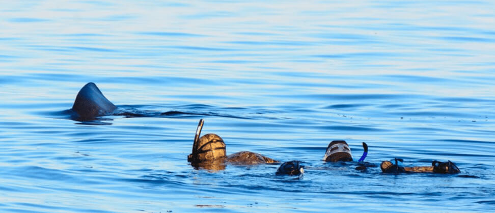 Top 5 UK Snorkelling Experiences