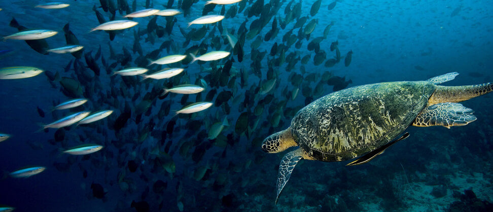 World Oceans Day – Celebrating the Lungs of our Planet