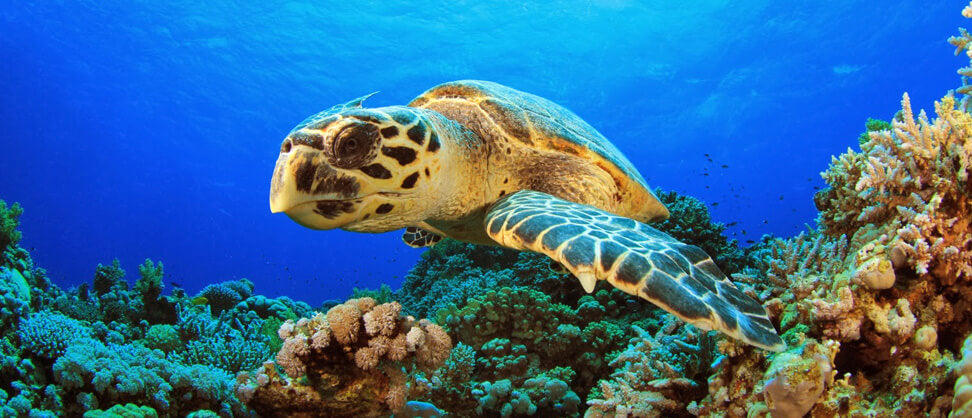 5 Best Turtle Destinations