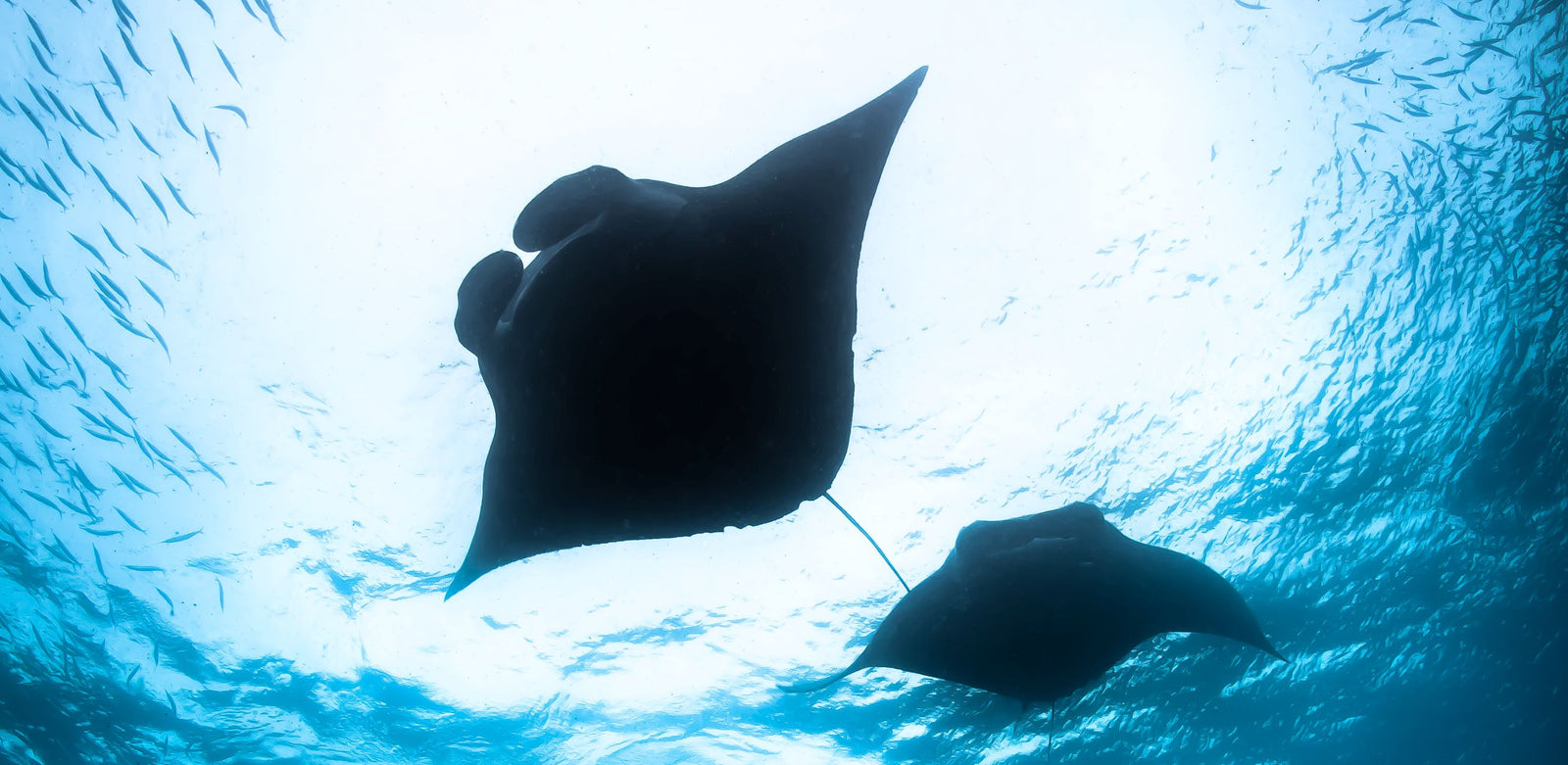 manta rays